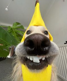 a dog wearing a banana costume with its tongue out