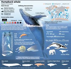 an info poster showing the different types of whales and other marine creatures in french language