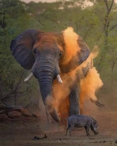 an elephant kicking up dust with its trunk and tusks as another animal looks on