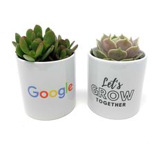 two white ceramic planters with succulents and google let's grow together