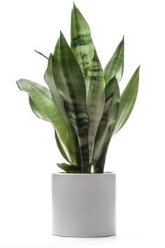 a green plant in a white pot on a white background