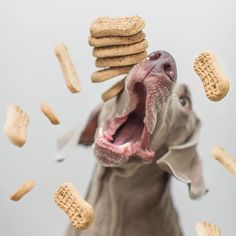 a dog has his mouth open and is surrounded by cookies and crackers in the air