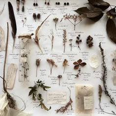 an assortment of dried flowers and leaves on a sheet of paper with notes attached to them