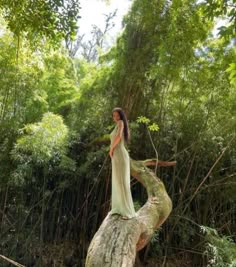 a woman standing on top of a tree trunk