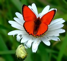 a red and white butterfly sitting on top of a flower