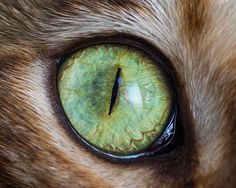 a cat's green eye is seen in this close up photo, which appears to be very large