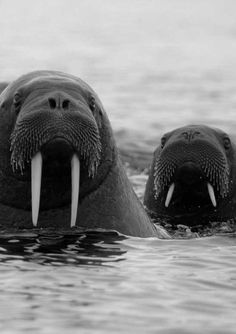 two walpopos swimming in the water with their long tusks sticking out