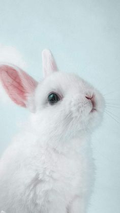 a white rabbit with blue eyes sitting in front of a light blue background and looking up at the camera