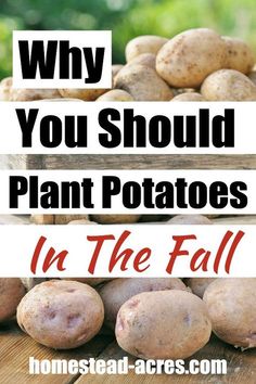 potatoes on a wooden table with the words why you should plant potatoes in the fall