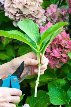 a person is trimming a plant with scissors