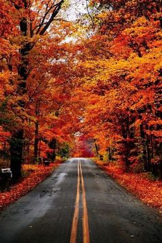 an empty road surrounded by trees with orange and yellow leaves