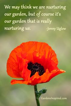 an orange flower with a quote from jenny uglow on the top and bottom