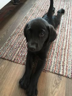 a black puppy laying on top of a wooden floor next to a red and white rug