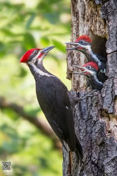 two woodpeckers are standing on the side of a tree and looking at each other