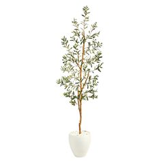 a plant in a white vase on a white background