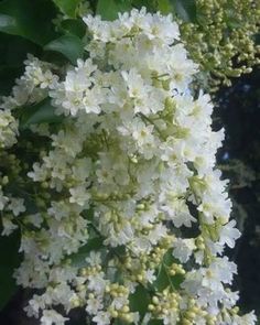 Snow vine is a fragrant flowering plants grows in semi tropical regions. Creepers Plants, Fragrant Plant, East Asia, Winter Garden, Creepers, Winter White, White Flower, Winter Snow, Bridal Bouquet