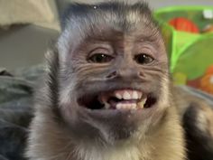 a monkey with its mouth open and it's tongue out in front of the camera