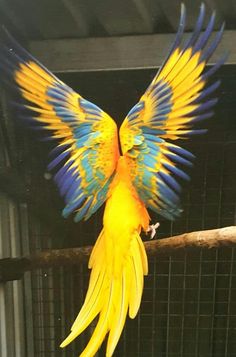 a yellow and blue bird with its wings spread