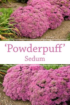 purple flowers with the words,'powder puff sedum'in white letters