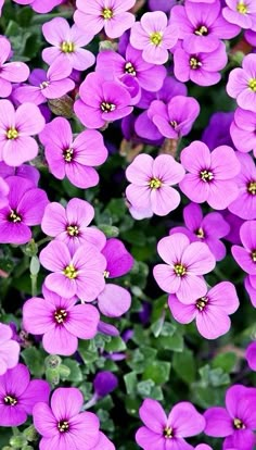 purple flowers with green leaves in the background