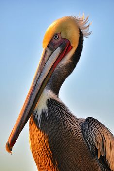 a pelican is standing in the grass with its beak open and it's eyes closed