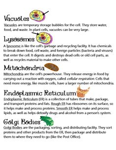 the different types of food are shown in this diagram