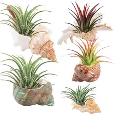 four different air plants in ceramic pots with shells and seashells on the bottom