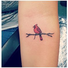 a small red bird sitting on top of a tree branch with no one around it