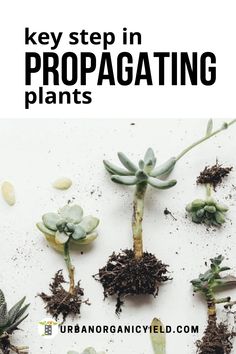 some plants that are growing out of the ground with text overlay saying, key step in propagating plants