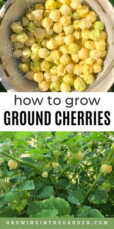 how to grow ground cherries in the garden with text overlay that reads, how to grow ground cherries