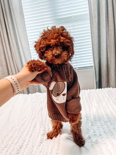 a small brown dog wearing a sweater on top of a bed next to a person's hand