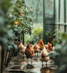 several chickens are walking in the rain outside