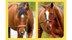 two brown horses standing next to each other in front of a yellow sign that says, the horse is wearing a bridle