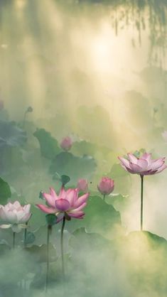 pink water lilies floating on top of lily pads in a pond with sunbeams