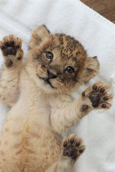 a baby lion cub laying on top of a white towel with its paws up in the air