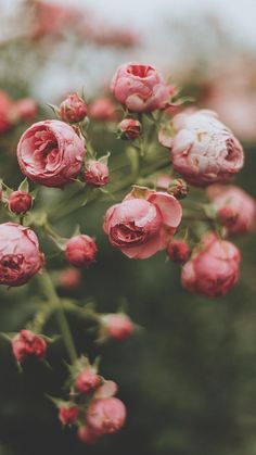 pink flowers are blooming in the garden