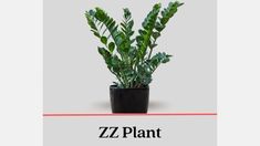 a potted plant sitting on top of a table next to the words, zz plant