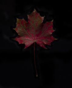 a red maple leaf floating in the dark water