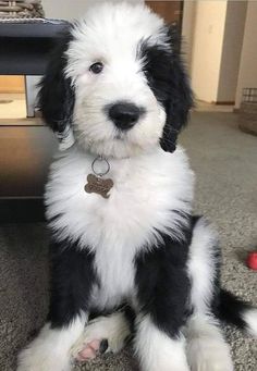 a black and white puppy sitting on the floor