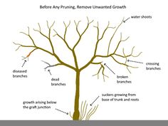 the parts of a bare tree labeled in english and spanish, including branches, brachios, seed branch,