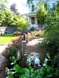 a white dog sitting behind a fence in front of a house