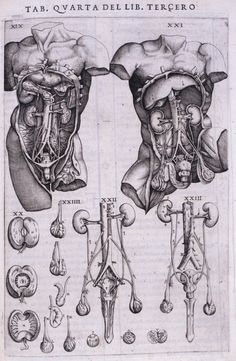 an old medical illustration shows the anatomy of the head and neck, with different parts attached to each other