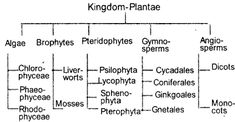 a diagram showing the different types of plants and animals in their life cycle, including phylophydrates