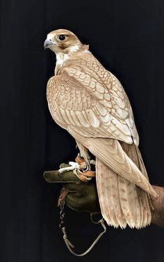 a large bird perched on top of a glove