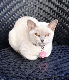 a white cat sitting on top of a blue chair with a pink tag around its neck