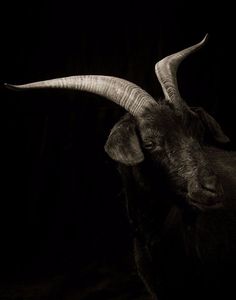 an animal with long horns standing in the dark