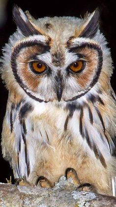 an owl sitting on top of a tree branch looking at the camera with orange eyes