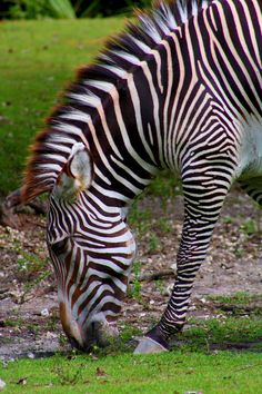 a zebra is grazing on some grass in the sun and it's head down