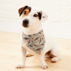 a dog sitting on the floor wearing a bandana