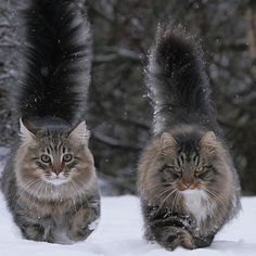 two cats walking in the snow with their tails up and one cat on its back